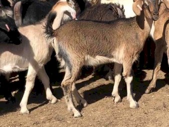 34 Maiden Does Scanned in kid to a Boer Buck