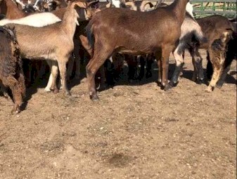 34 Maiden Does Scanned in kid to a Boer Buck