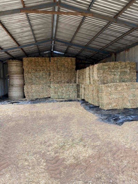 6000 x Oaten Hay Small Square in Bale Baron Packs