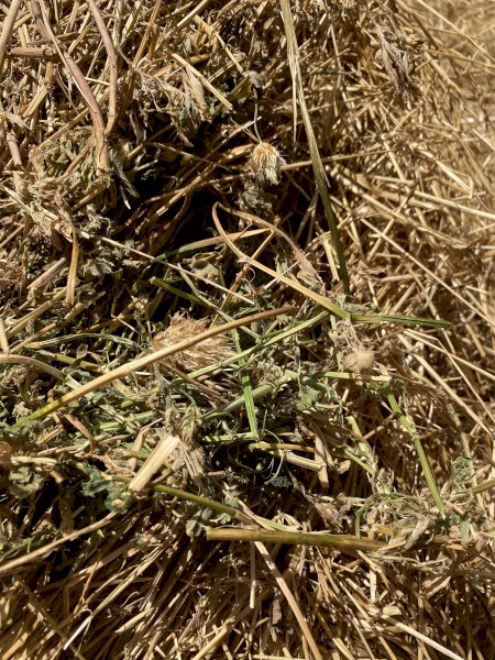 200mt Lucerne Clover Rye Hay 8x3x3 Bales (New Season 22/23)