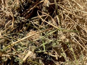 200mt Lucerne Clover Rye Hay 8x3x3 Bales (New Season 22/23)