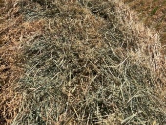 Oaten Hay