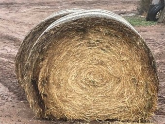 Old Season Oaten Rolls