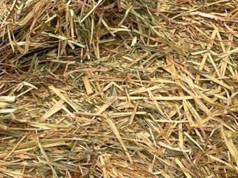 Old Season Oaten Rolls