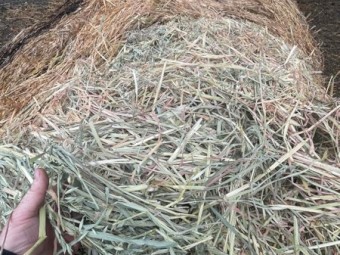 Old Season Oaten Rolls