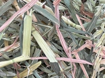 Old Season Oaten Rolls