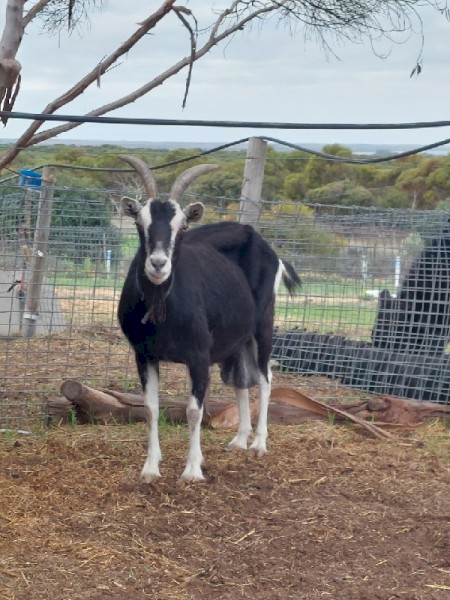 British Alpine MILKING Goat