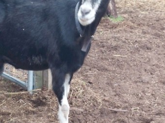 British Alpine MILKING Goat