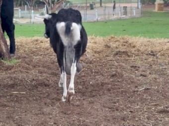 British Alpine MILKING Goat