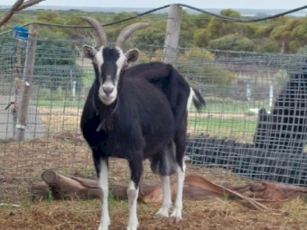 British Alpine MILKING Goat