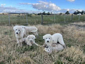 Maremma Puppys