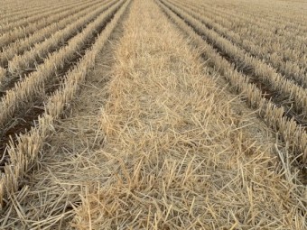 275mt Barley Straw 550kg 8x4x3 Bales