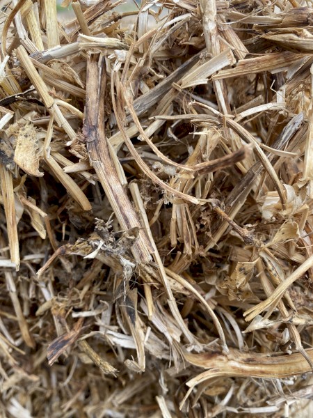 Pea Straw - Small Squares