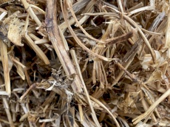 Pea Straw - Small Squares