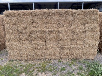 Pea Straw - Small Squares