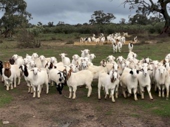 Maiden 1st x Boer Does