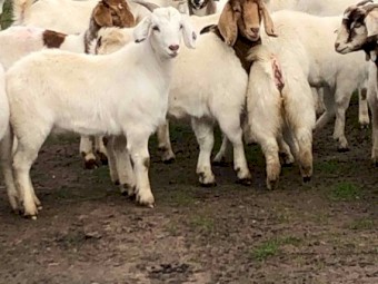 Maiden 1st x Boer Does