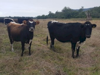 Speckle Park x Jersey PTIC Heifers