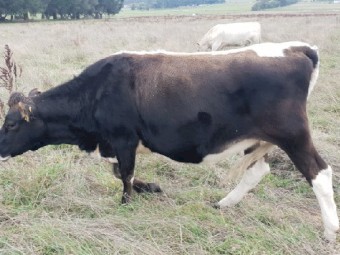 Speckle Park x Jersey PTIC Heifers