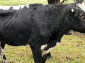 Speckle Park x Jersey PTIC Heifers