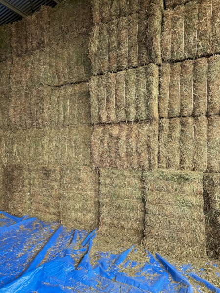 700mt Vetch Hay 8x4x3 Bales