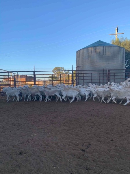Aussie White Weather Lambs