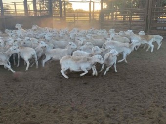 Aussie White Weather Lambs