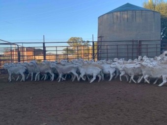 Aussie White Weather Lambs