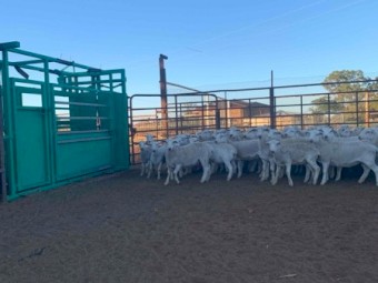 Aussie White Weather Lambs