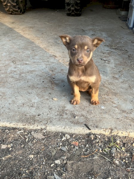 Kelpie/Koolie pup