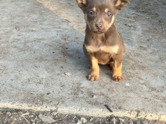 Kelpie/Koolie pup