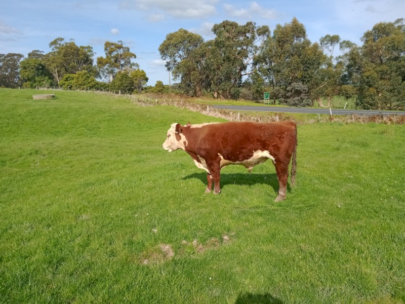 Poll Hereford Bull