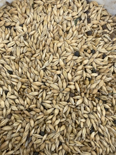 Planet Barley with some Vetch