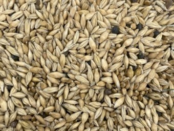 Planet Barley with some Vetch