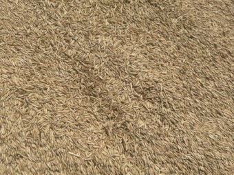 30mt Mulgara Hay Oat Seed