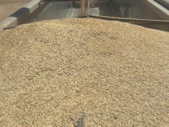 30mt Mulgara Hay Oat Seed
