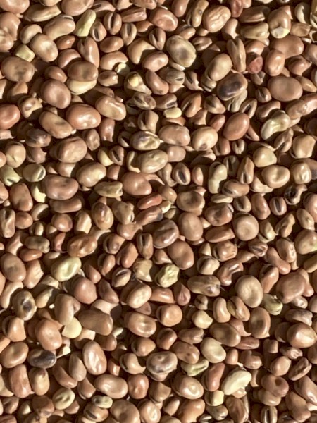 20/21 Old Season Beans