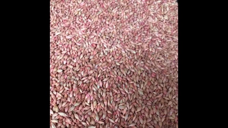 Barley Seed