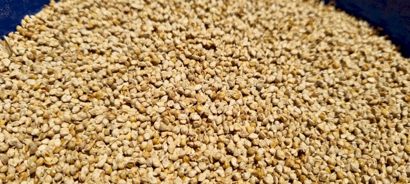Sherohie millet $1000+gst (low germination)