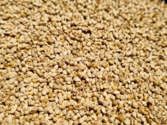 Sherohie millet $1000+gst (low germination)