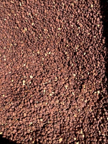 Faba Beans (Feed)