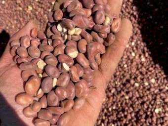 Faba Beans (Feed)