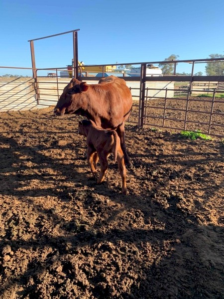11 Cows and 11 Calves Mixed Breed