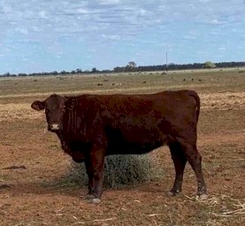 11 Cows and 11 Calves Mixed Breed