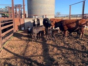 11 Cows and 11 Calves Mixed Breed