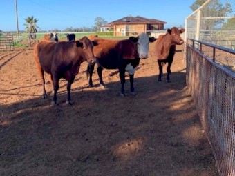 11 Cows and 11 Calves Mixed Breed