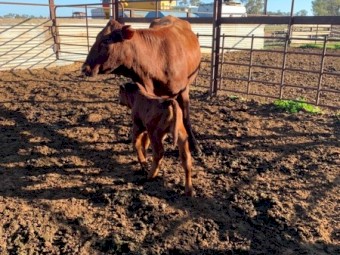 11 Cows and 11 Calves Mixed Breed