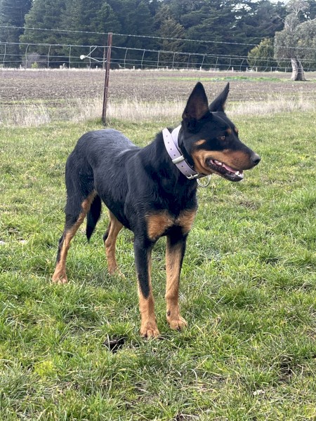 Pure bred female Kelpie