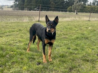 Pure bred female Kelpie