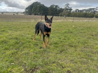 Pure bred female Kelpie